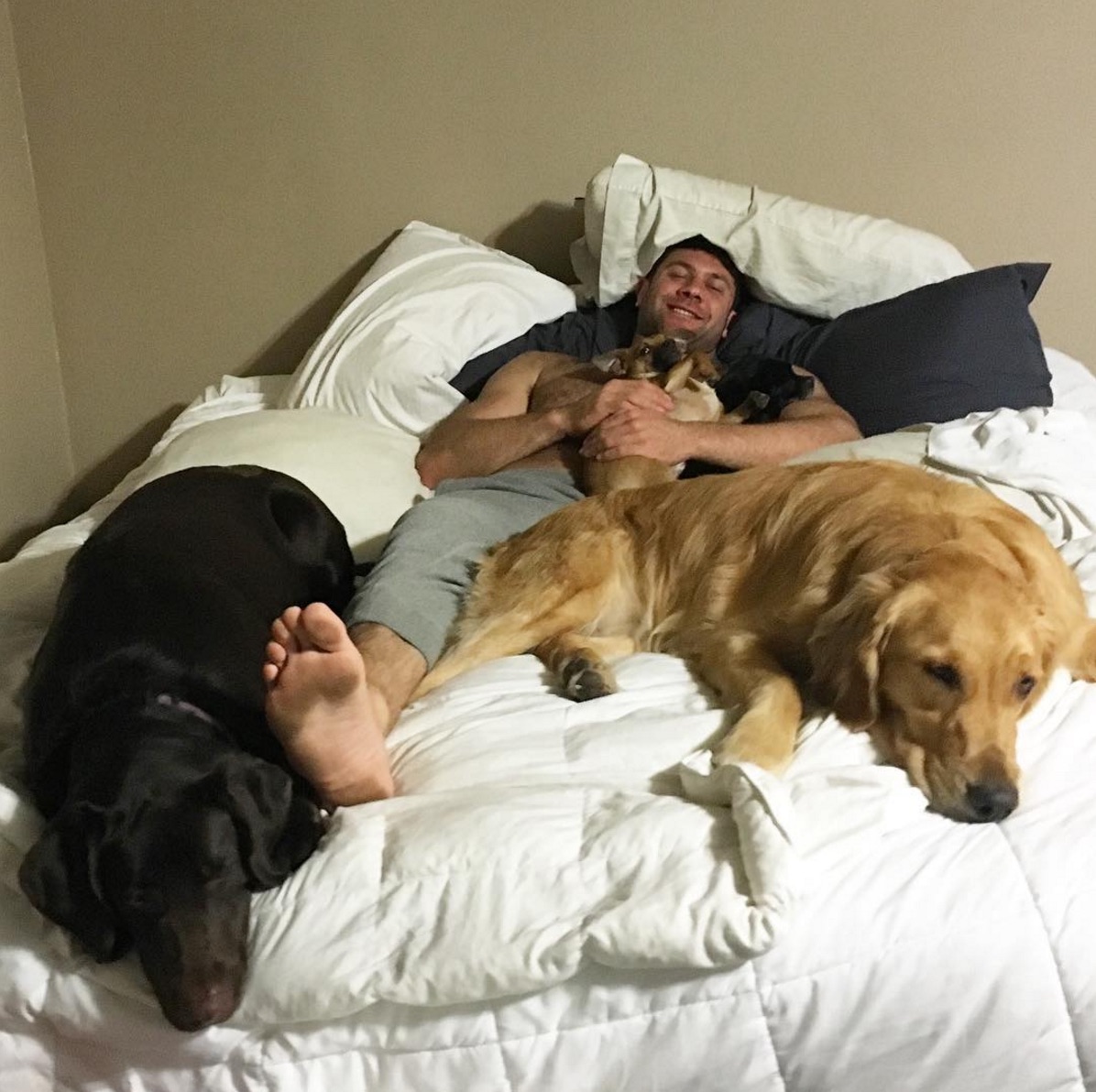 foster-animal-pets.jpg