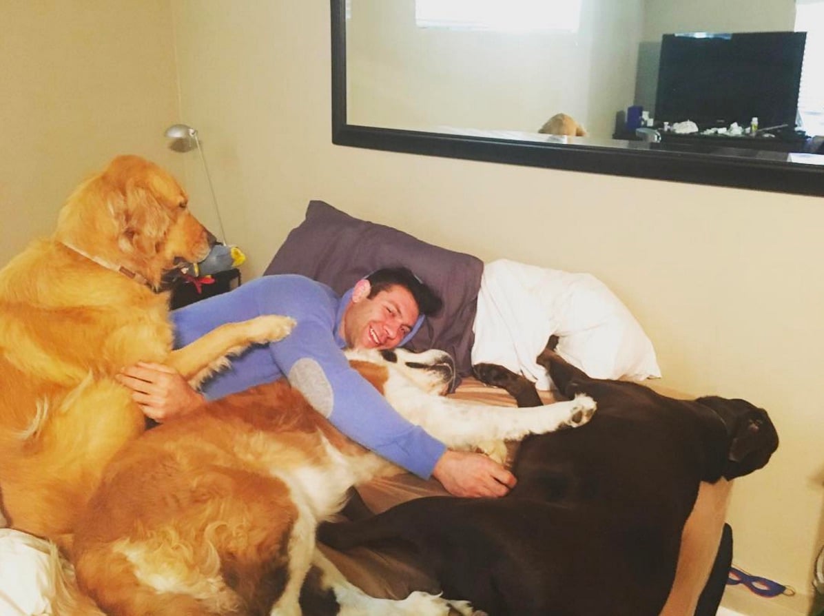 foster-animals.jpg