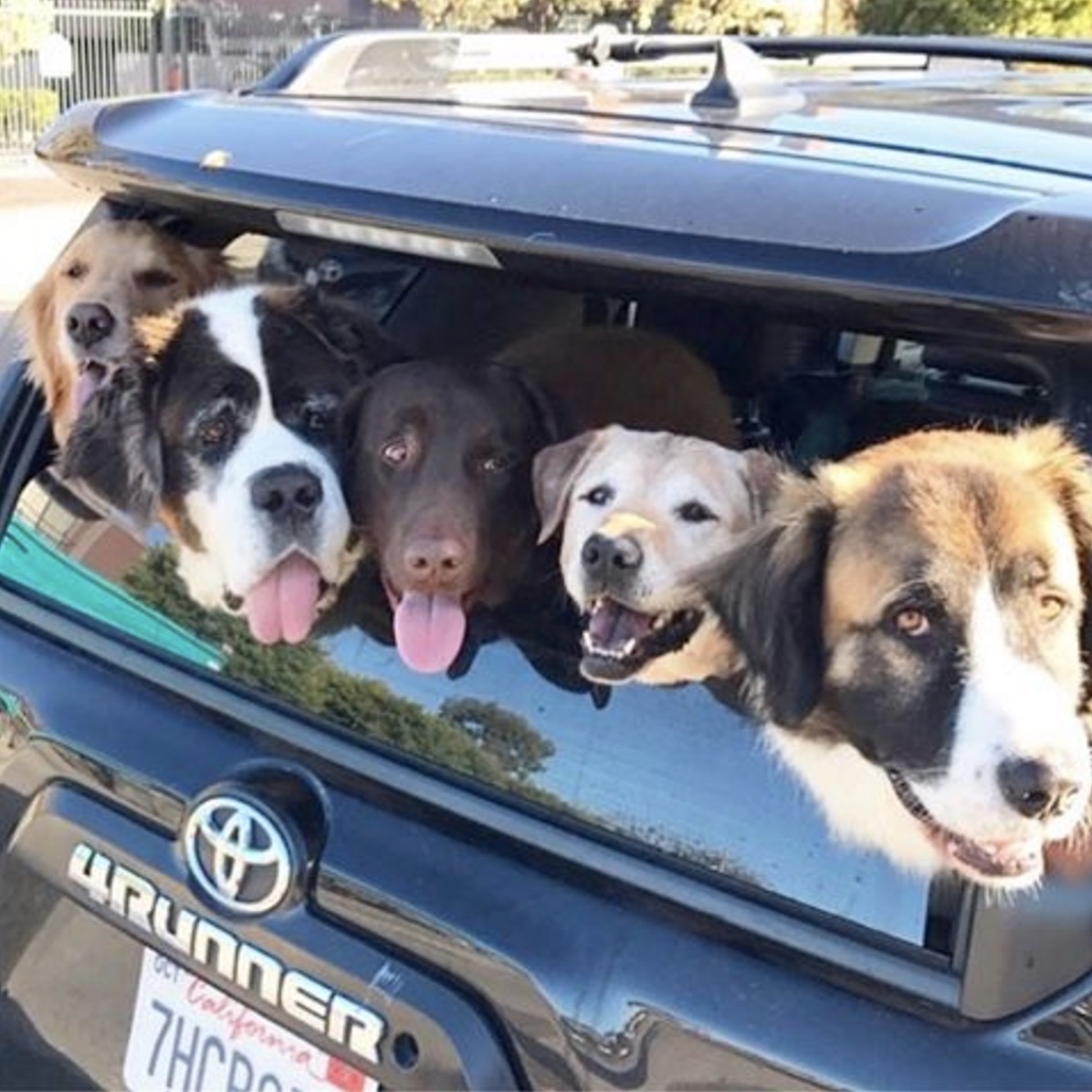 foster-pets.jpg