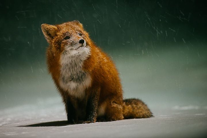 fox-1-2.jpg