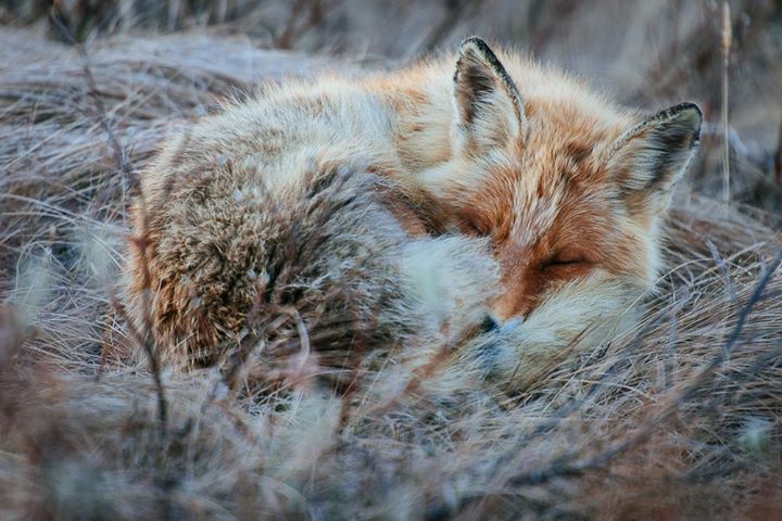 fox-11-1.jpg