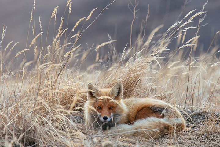 fox-12-1.jpg