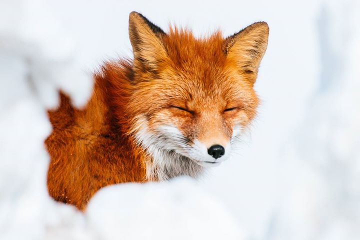 fox-13-1.jpg
