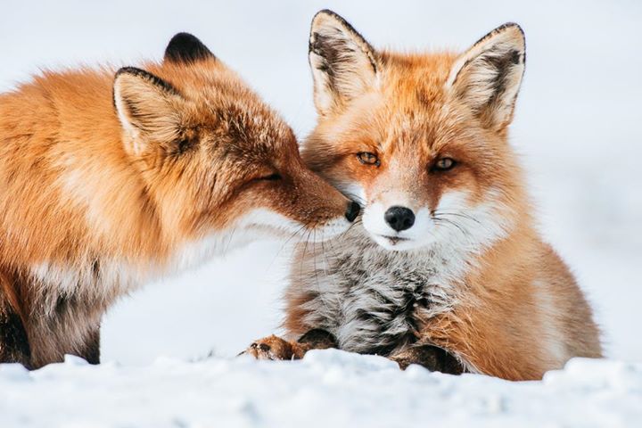 fox-14-1.jpg