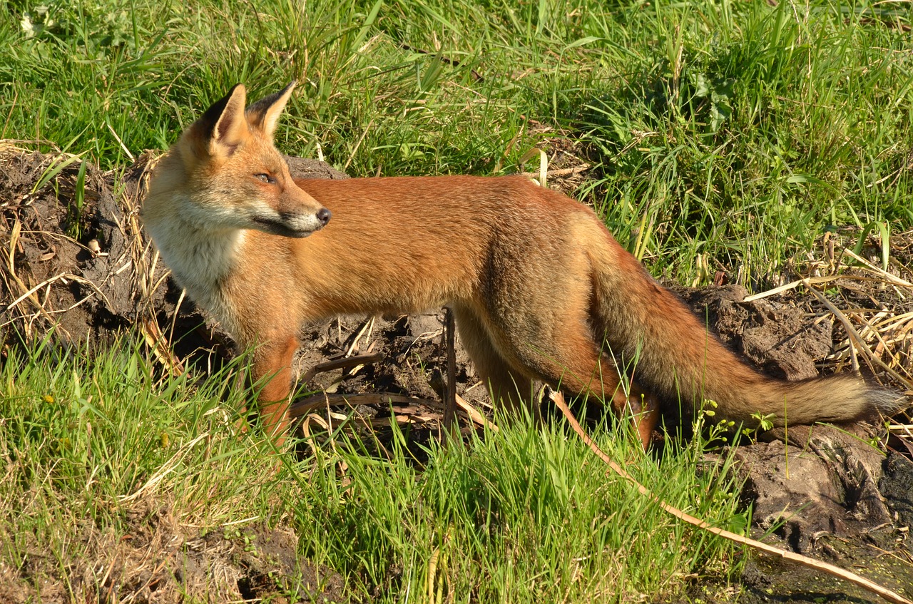 fox-1682882_1280.jpg