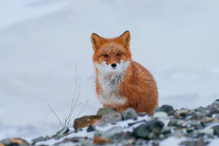 fox-3-1.jpg