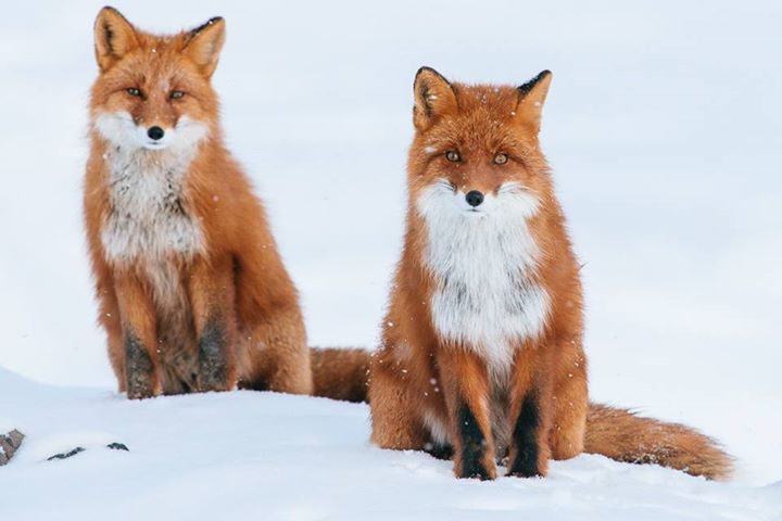 fox-5-1.jpg