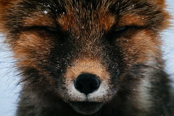 fox-6-1.jpg