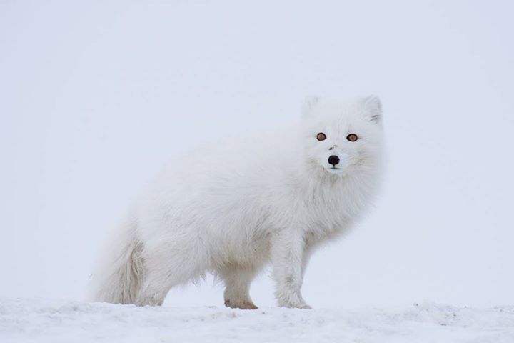 fox-7-1.jpg