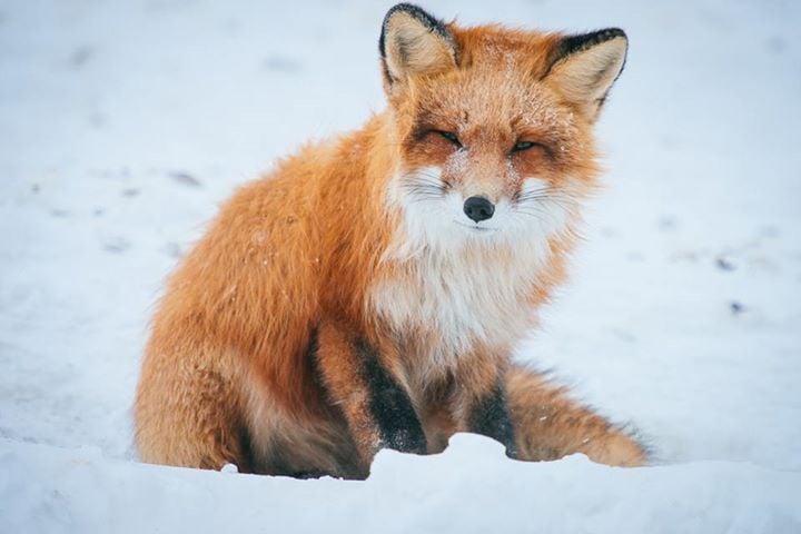 fox-8-1.jpg