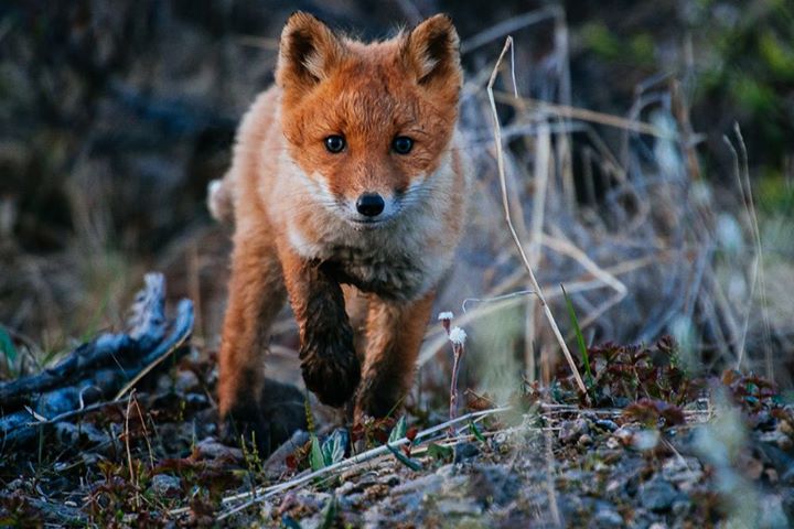 fox-9-1.jpg