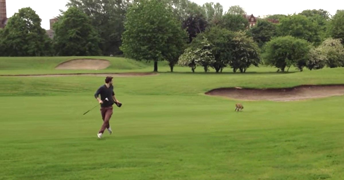 fox and golfers2