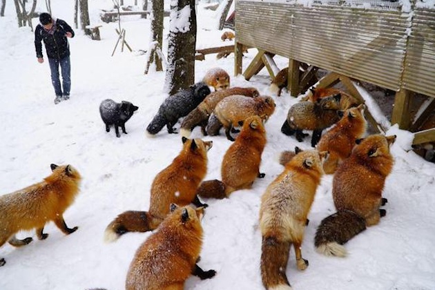 foxes-12.jpg