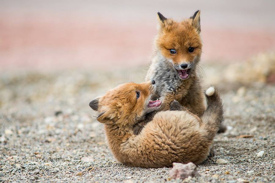 foxywoxy.jpg