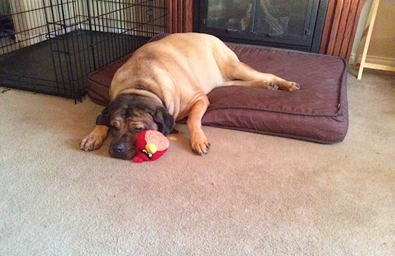 frances-my-brutus-he-is-a-big-baby.jpg