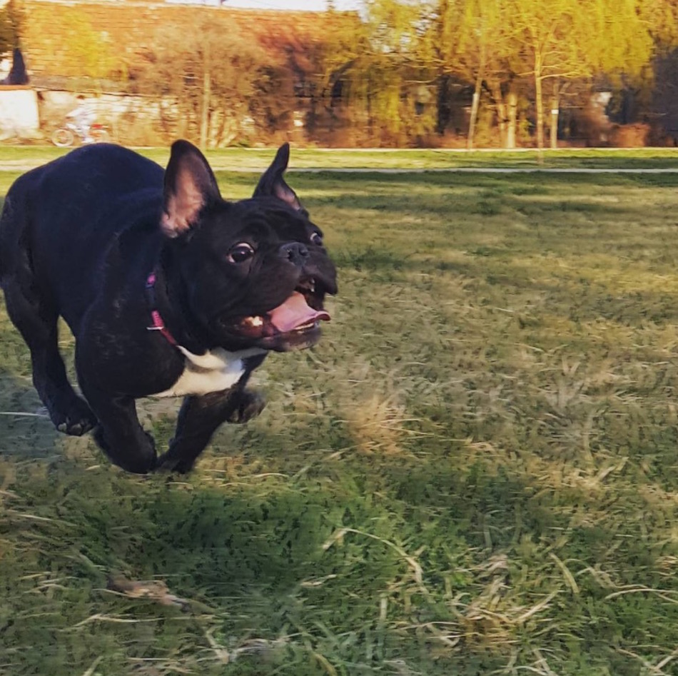 frenchie.jpg