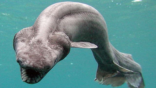 frilled-shark.png