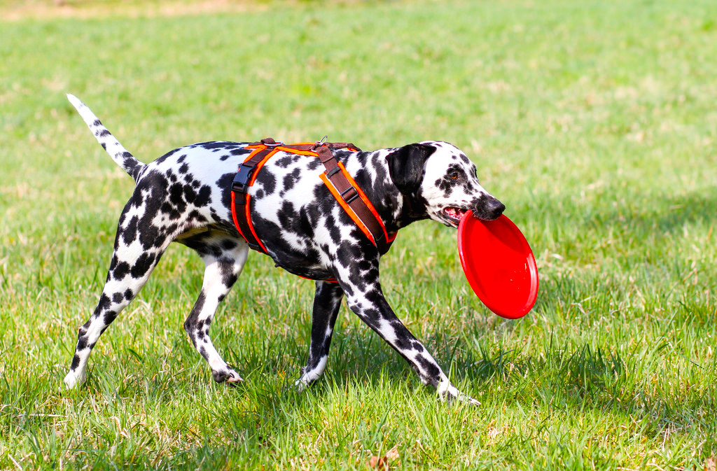 frisbee.jpg