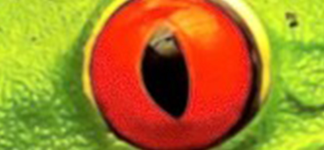 frog-eyes.jpg