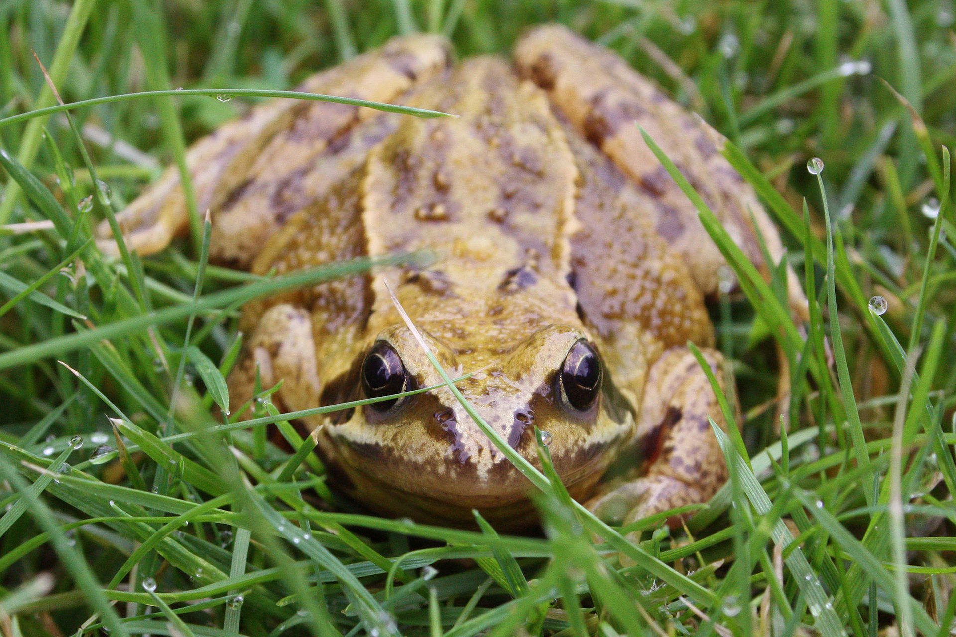 frog8.5.jpg