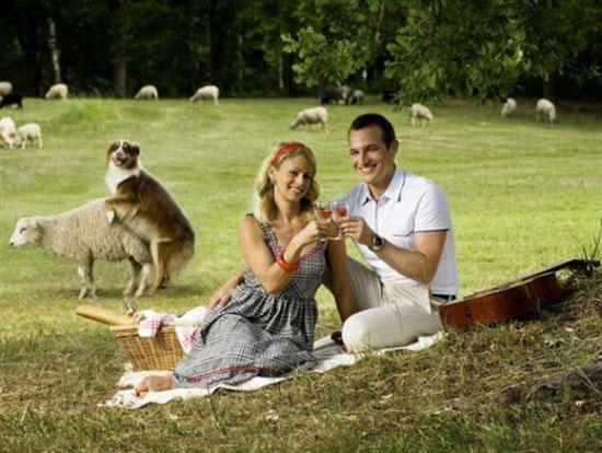 funny-animal-photobomb-sheep-couple.jpg