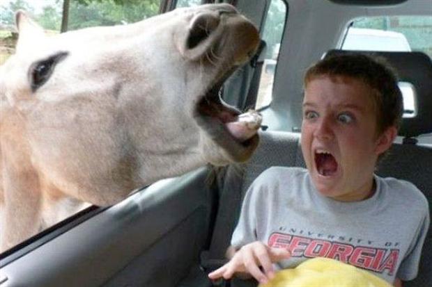 funny-animal-photobombs-4-600x400-1.jpg