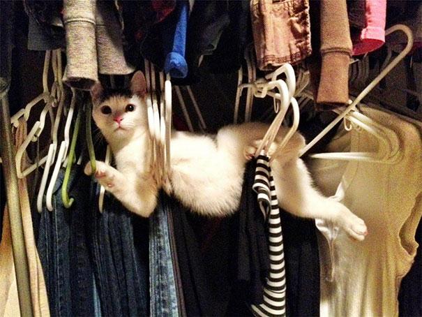funny-cats-dogs-stuck-furniture-13.jpg