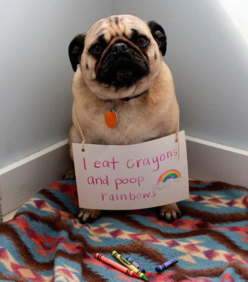 funny-crayons-dog-shaming-rainbows.png