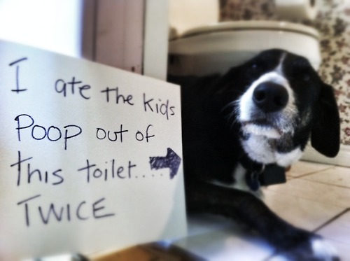 funny-dog-picture-dog-shaming.jpg