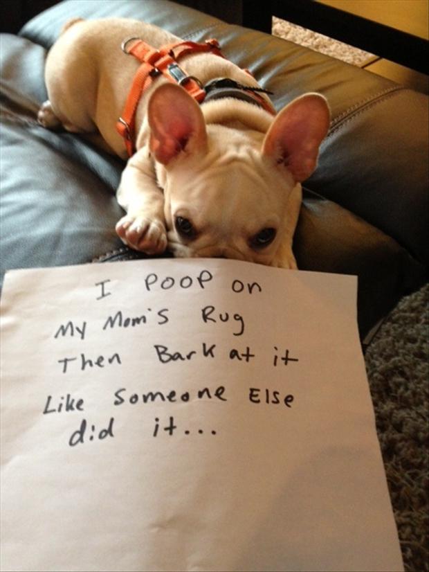 funny-dog-shaming.jpg