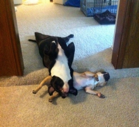 funny-sleeping-animals-dogs-09.jpg