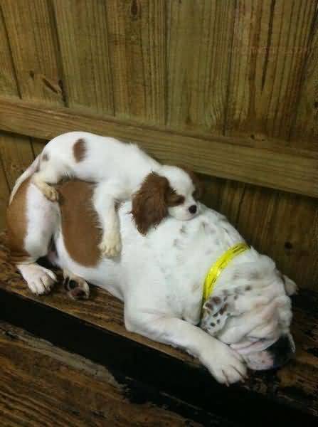 funny-sleeping-dogs-picture.jpg