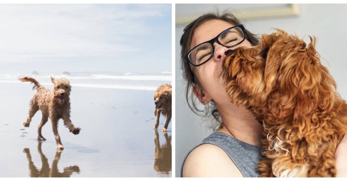 gallant-dogs-2