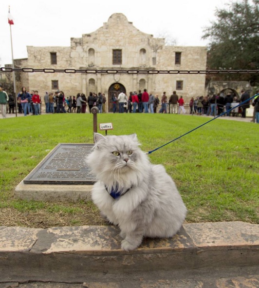 gandalf-cat.jpg