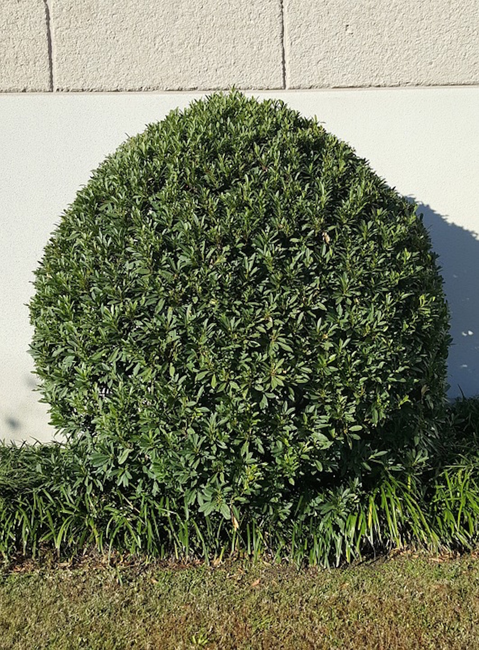 garden-prep-shrub.jpg