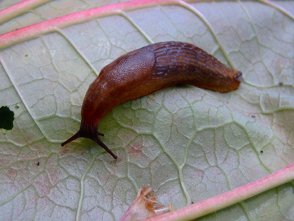 garden-prep-slug.jpg