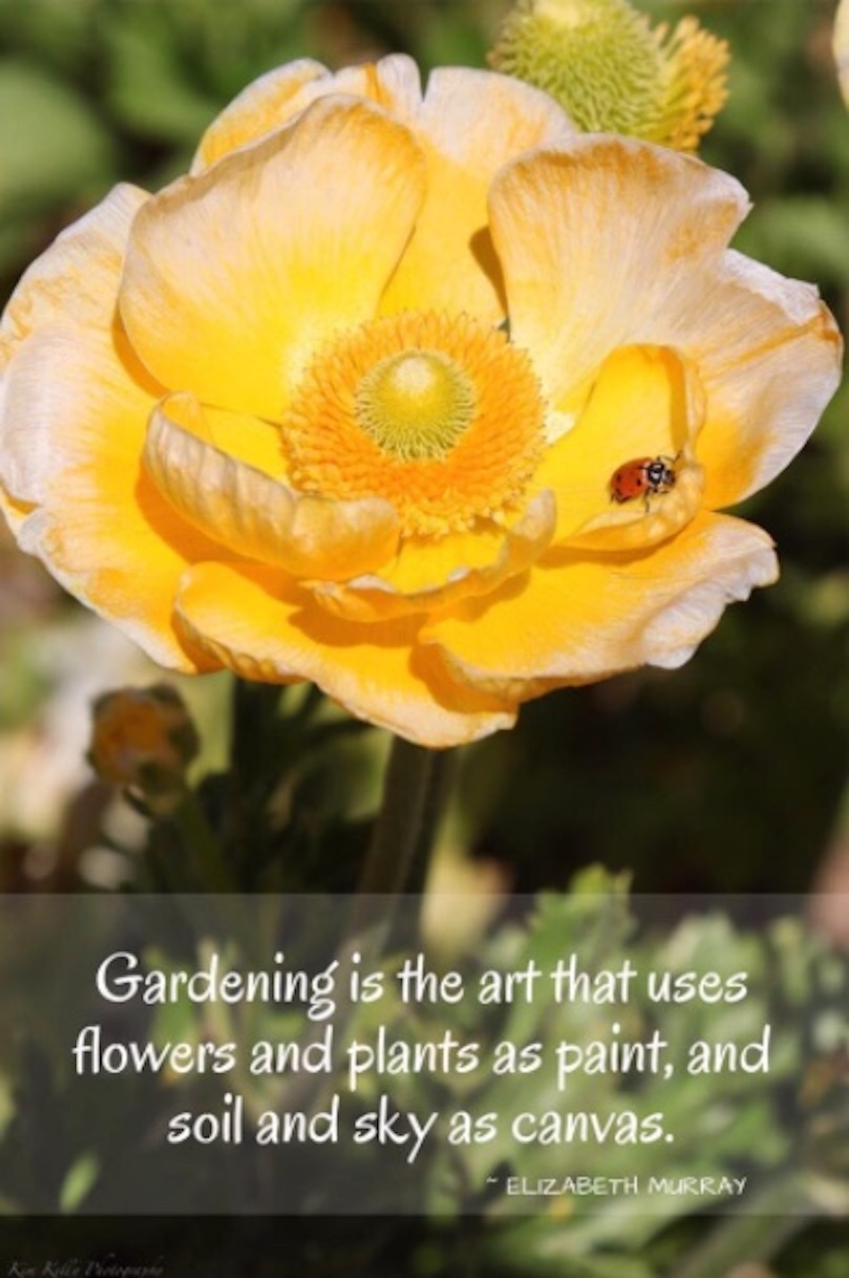 gardening-quotes-7.jpg