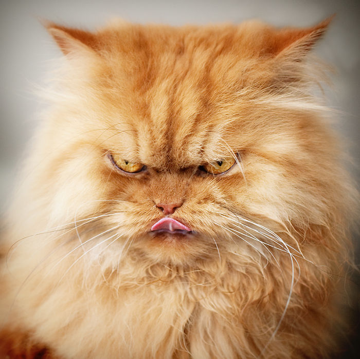 garfi-evil-grumpy-persian-cat-10__700-1.jpg