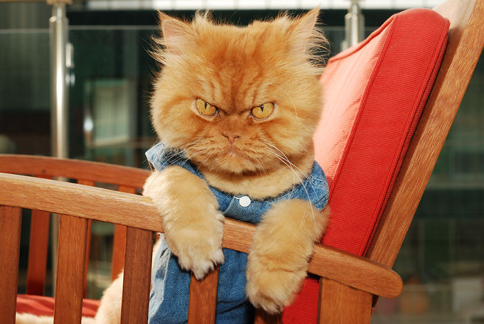 garfi-evil-grumpy-persian-cat-12__700-1.jpg