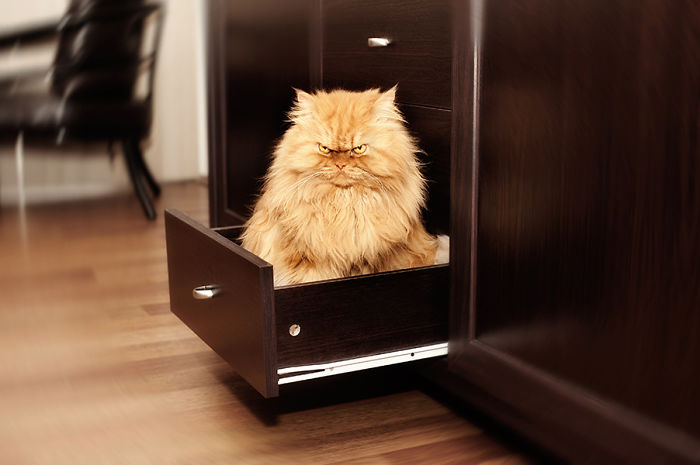 garfi-evil-grumpy-persian-cat-18__700-1.jpg