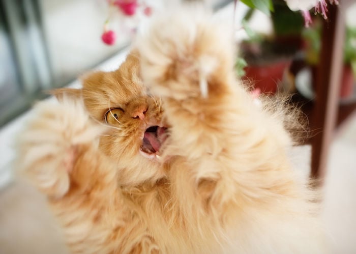 garfi-evil-grumpy-persian-cat-1__700-1.jpg