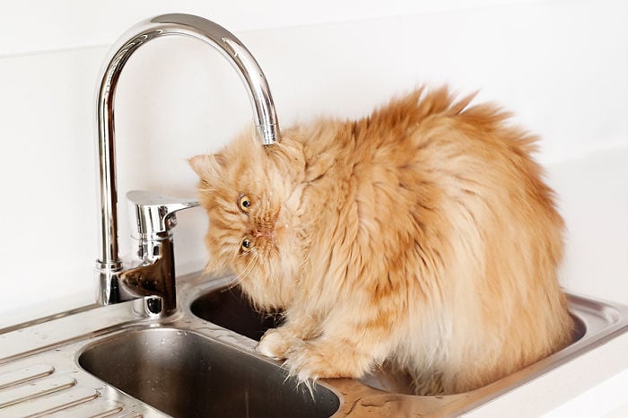 garfi-evil-grumpy-persian-cat-21__700.jpg
