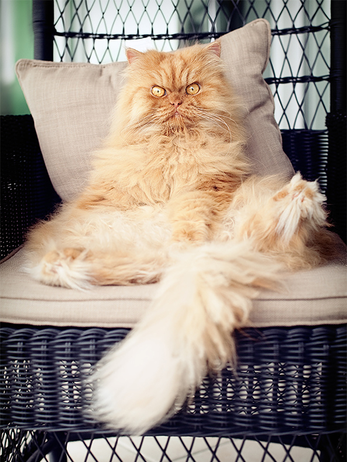 garfi-evil-grumpy-persian-cat-22__700-1.jpg