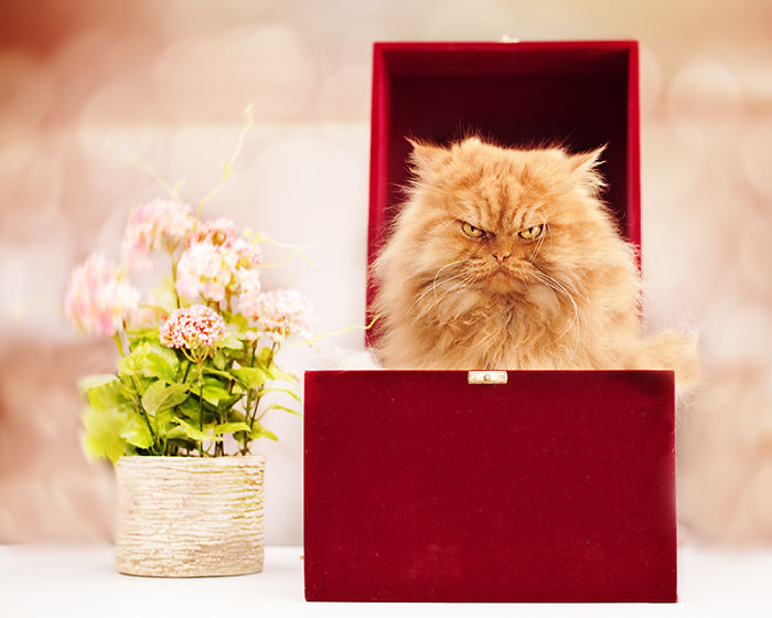 garfi-evil-grumpy-persian-cat-25__700-1.jpg