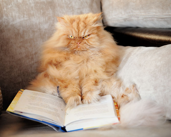 garfi-evil-grumpy-persian-cat-28__700-1.jpg