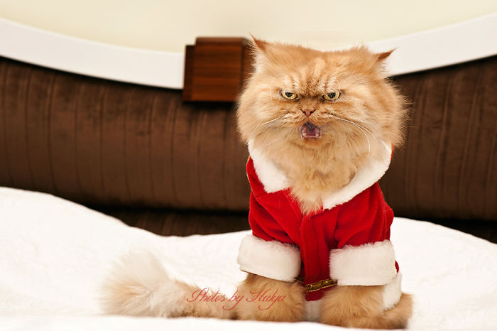 garfi-evil-grumpy-persian-cat-31__700-1.jpg