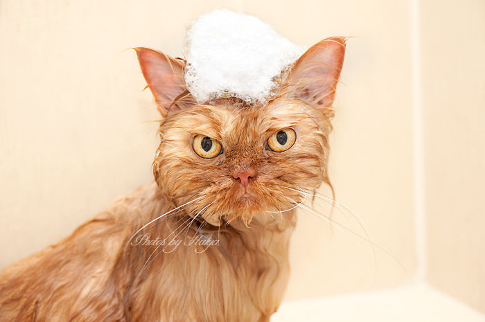 garfi-evil-grumpy-persian-cat-37__700-1.jpg