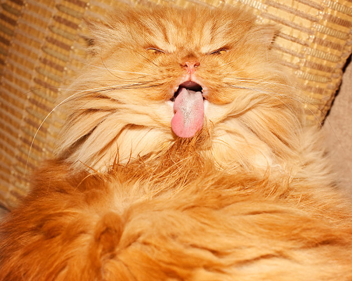 garfi-evil-grumpy-persian-cat-3__700-1.jpg