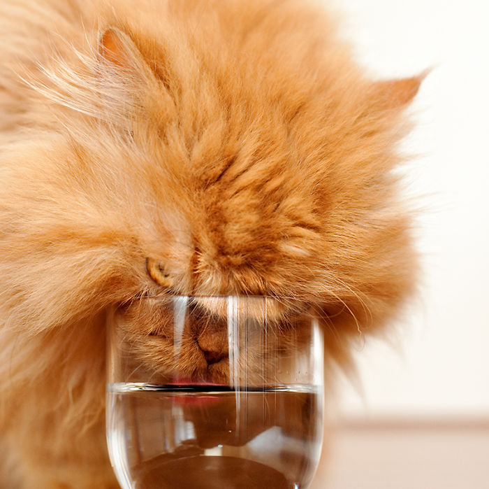 garfi-evil-grumpy-persian-cat-4__700.jpg