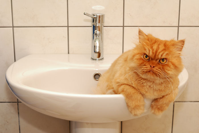 garfi-evil-grumpy-persian-cat-5__700-1.jpg